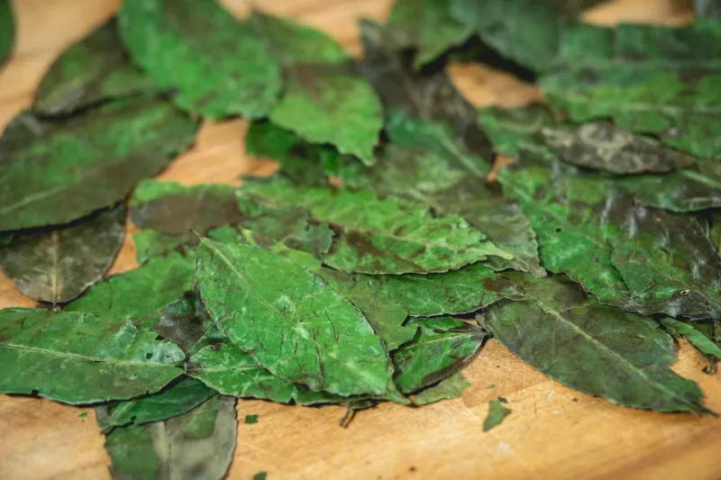 The Mountain People Who Never Got Sick — Their Winter Survival Secret Was Hiding in Plain Sight