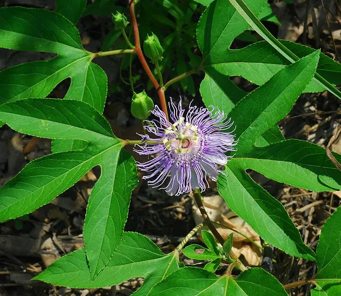 Passiflora incarnata