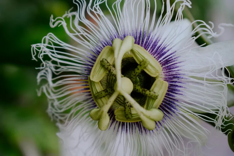 Mountain Midwives Had an Anxiety Cure Hiding in Plain Sight — It's Been in Grocery Stores This Whole Time