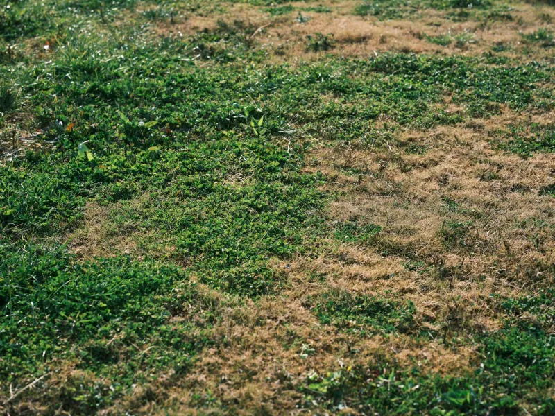 The Backyard Weed That Beat Opioids in Appalachian Hollers — Your Lawn Mower Destroys It Every Saturday
