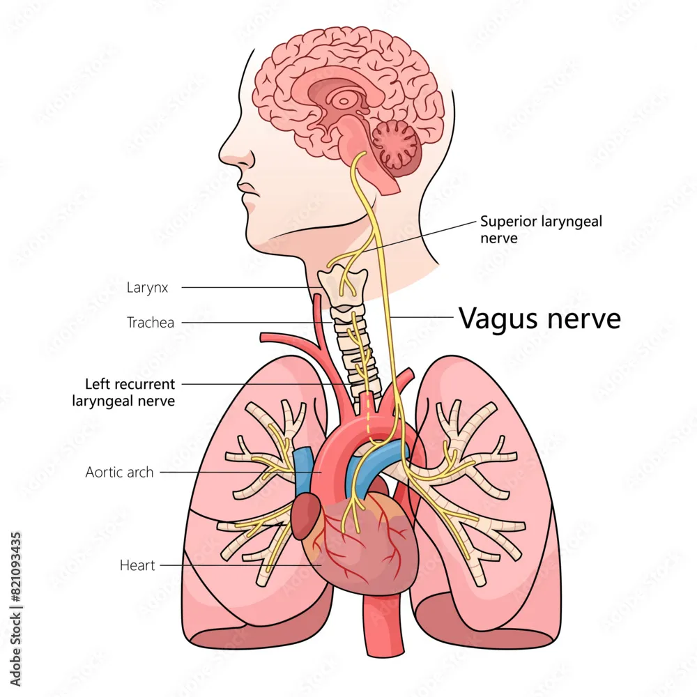 vagus nerve