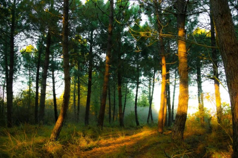 Ancient Roman Doctors Prescribed Tree Time 2,000 Years Before Japan Made Forest Bathing Famous
